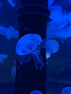 マクセル アクアパーク品川に投稿された画像（2024/1/23）