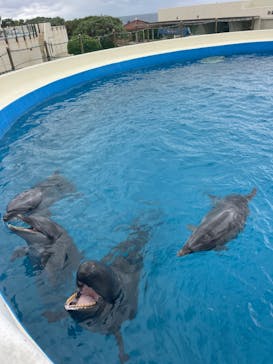 沖縄美ら海水族館（館内体験）に投稿された画像（2024/1/23）