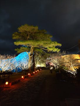 今帰仁城跡に投稿された画像（2024/1/23）