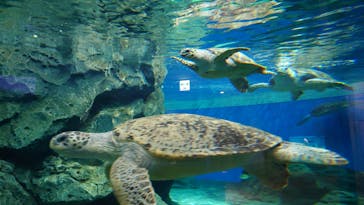 名古屋港水族館に投稿された画像（2024/1/23）