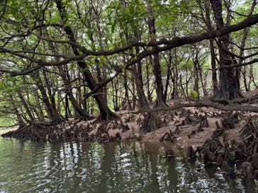 石垣島 ADVENTURE PiPi（イシガキジマアドベンチャーピピ）に投稿された画像（2024/1/23）