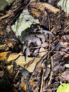 宮古島 ADVENTURE PiPi（ミヤコジマ アドベンチャー ピピ）に投稿された画像（2024/1/23）