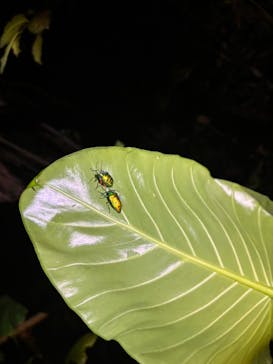 宮古島 ADVENTURE PiPi（ミヤコジマ アドベンチャー ピピ）に投稿された画像（2024/1/23）