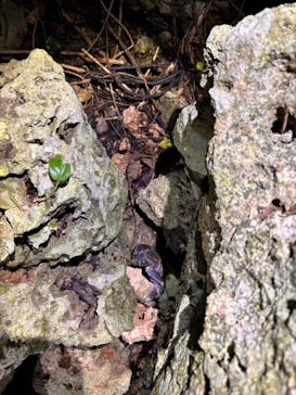 宮古島 ADVENTURE PiPi（ミヤコジマ アドベンチャー ピピ）に投稿された画像（2024/1/23）