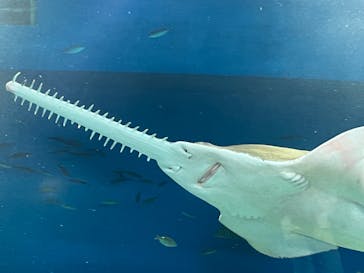 マクセル アクアパーク品川に投稿された画像（2024/1/24）