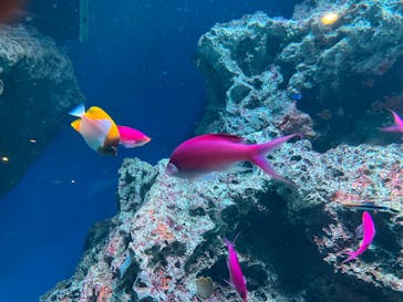 マクセル アクアパーク品川に投稿された画像（2024/1/24）