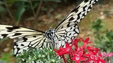 ナゴパイナップルパークに投稿された画像（2024/1/21）