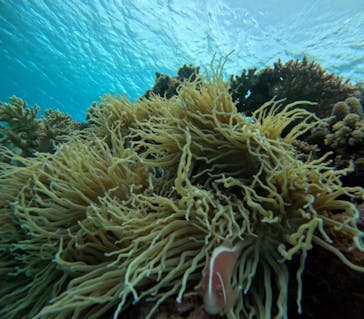 青の洞窟専門店　沖縄ダイビングショップ和に投稿された画像（2024/1/24）