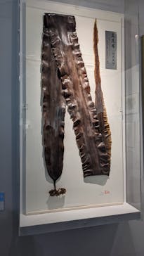 特別展「和食 ～日本の自然、人々の知恵～」に投稿された画像（2024/1/24）