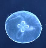 すみだ水族館に投稿された画像（2024/1/24）