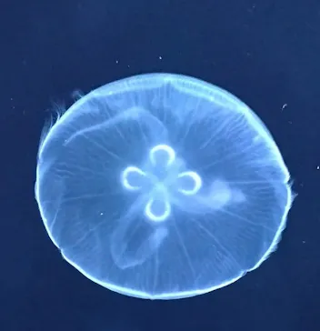 すみだ水族館に投稿された画像（2024/1/24）