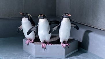 AOAO SAPPOROに投稿された画像（2024/1/24）