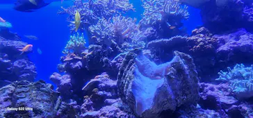 横浜・八景島シーパラダイスに投稿された画像（2024/1/24）