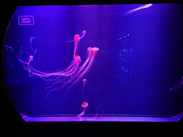 すみだ水族館に投稿された画像（2024/1/24）