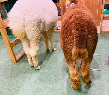 アルパカふれあいランド(Alpaca fureai land)に投稿された画像（2024/1/24）