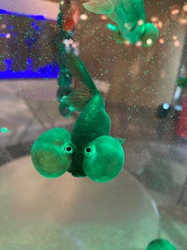 NARA KINGYO MUSEUMに投稿された画像（2024/1/24）