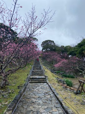 今帰仁城跡に投稿された画像（2024/1/24）