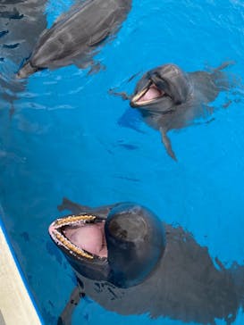 沖縄美ら海水族館（館内体験）に投稿された画像（2024/1/24）