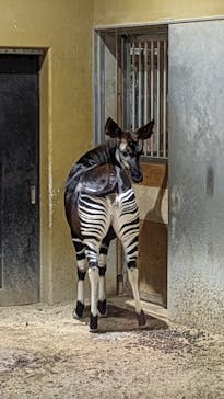 よこはま動物園ズーラシアに投稿された画像（2024/1/24）