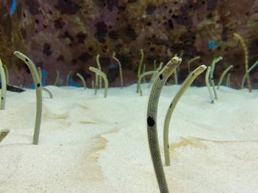 沖縄美ら海水族館に投稿された画像（2024/1/24）