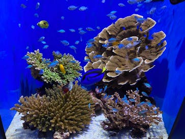 沖縄美ら海水族館に投稿された画像（2024/1/24）