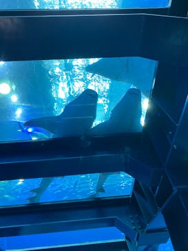 沖縄美ら海水族館に投稿された画像（2024/1/24）