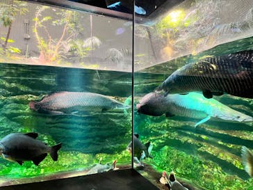 カワスイ 川崎⽔族館に投稿された画像（2024/1/25）