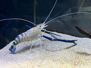 カワスイ 川崎⽔族館に投稿された画像（2024/1/25）