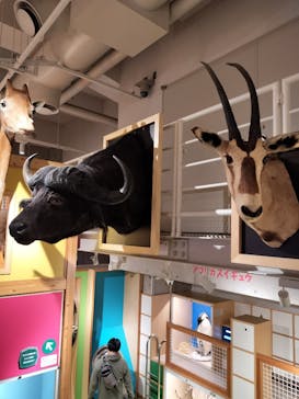 国立科学博物館に投稿された画像（2024/1/25）