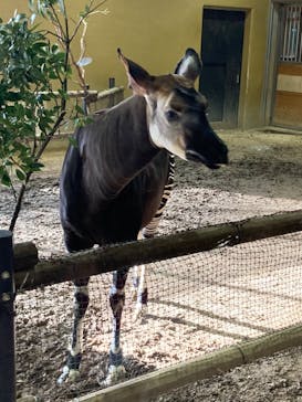 よこはま動物園ズーラシアに投稿された画像（2024/1/25）
