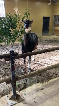 よこはま動物園ズーラシアに投稿された画像（2024/1/25）