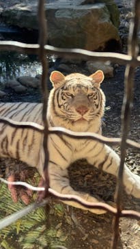 群馬サファリパークに投稿された画像（2024/1/25）