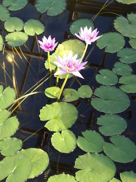 熱川バナナワニ園に投稿された画像（2024/1/25）