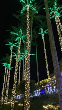 美らヤシパークオキナワ・東南植物楽園に投稿された画像（2024/1/25）