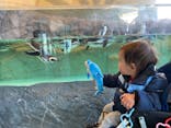 しながわ水族館に投稿された画像（2024/1/26）