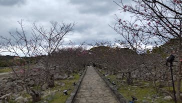 今帰仁城跡に投稿された画像（2024/1/26）