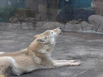 天王寺動物園に投稿された画像（2024/1/26）
