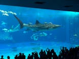 沖縄美ら海水族館に投稿された画像（2024/1/26）