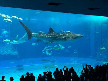 沖縄美ら海水族館に投稿された画像（2024/1/26）