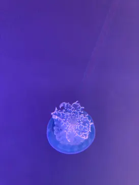 すみだ水族館に投稿された画像（2024/1/26）