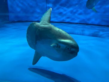 アクアワールド茨城県大洗水族館に投稿された画像（2024/1/26）