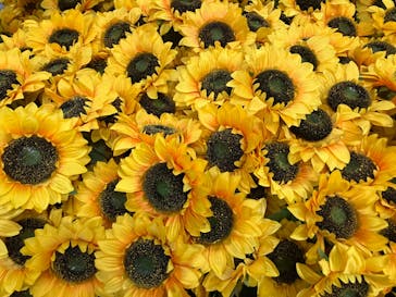 ゴッホ・アライブに投稿された画像（2024/1/26）