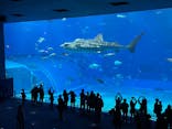 沖縄美ら海水族館（館内体験）に投稿された画像（2024/1/26）