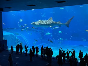 沖縄美ら海水族館（館内体験）に投稿された画像（2024/1/26）