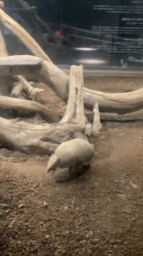 カワスイ 川崎⽔族館に投稿された画像（2024/1/26）