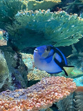 サンシャイン水族館に投稿された画像（2024/1/27）