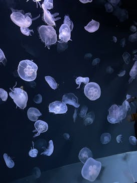 サンシャイン水族館に投稿された画像（2024/1/27）