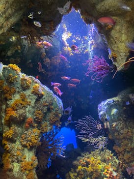 サンシャイン水族館に投稿された画像（2024/1/27）