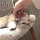 猫カフェモカ　アルシェ大宮店に投稿された画像（2024/1/27）