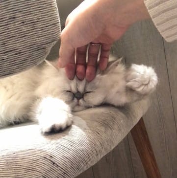 猫カフェモカ　アルシェ大宮店に投稿された画像（2024/1/27）